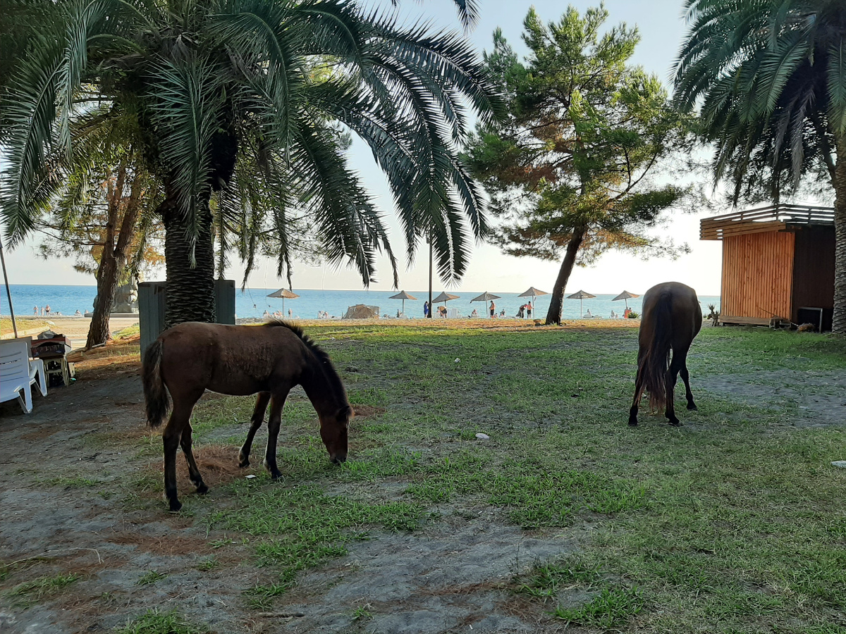 Лошади в ОПК Пицунда 