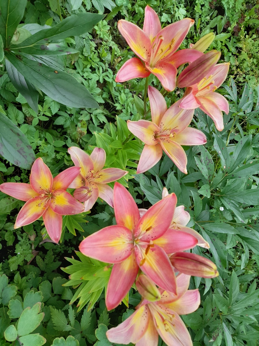 Фото автора. Лилейники на даче