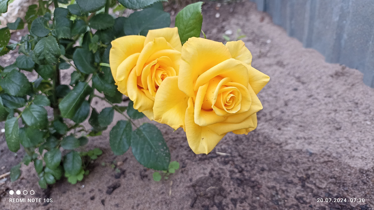 Моя желтая роза ,, Керио ,,. Фото автора.