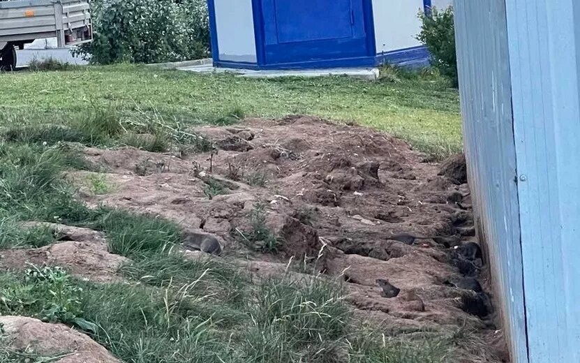    Жители улицы Берша в Ижевска пожаловались на нашествие крыс