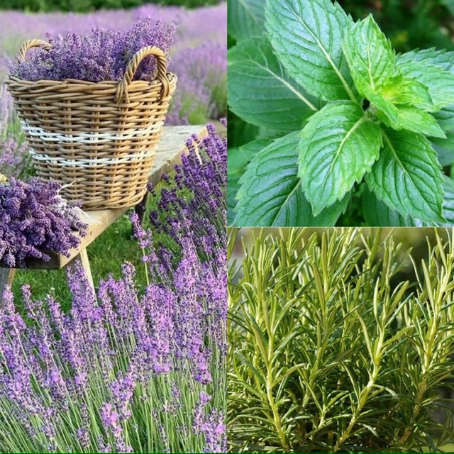 лаванда, мята, розмарин