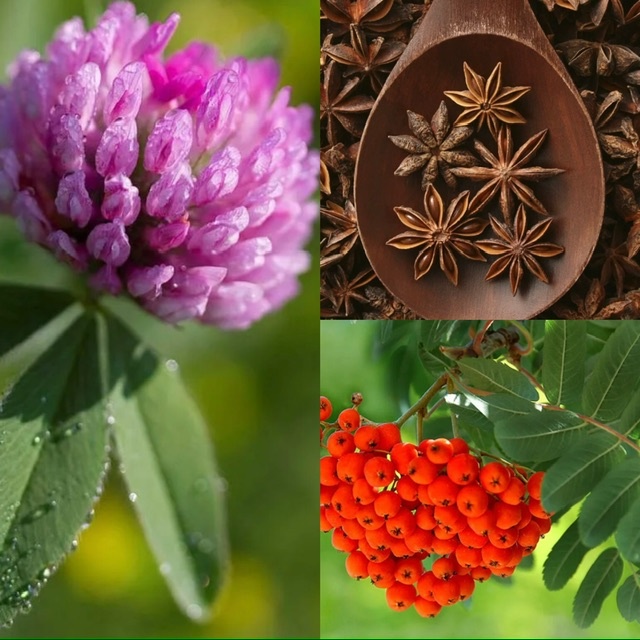 клевер, бадьян, рябина