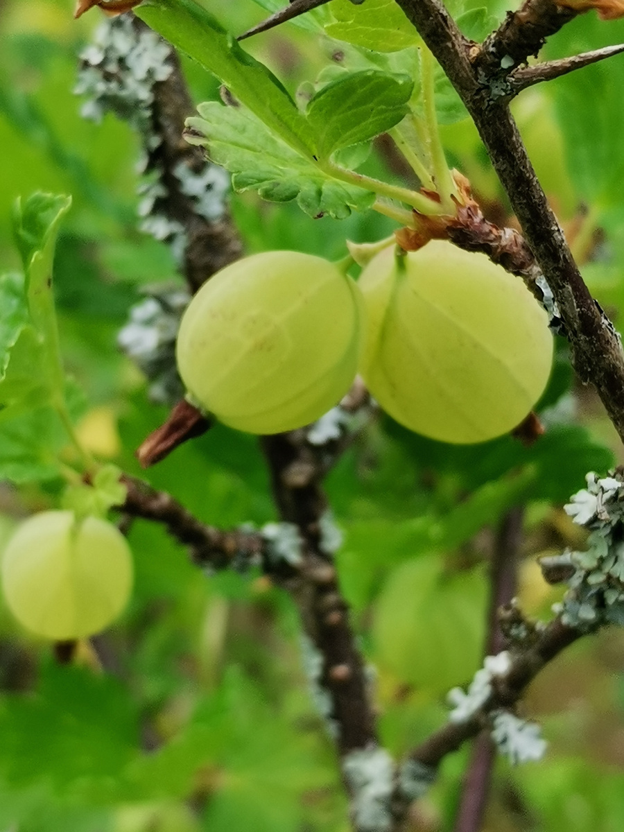 Крыжовник вкусен, но не надо забывать про его шипы. Правда желанна, но не всегда справедлива.