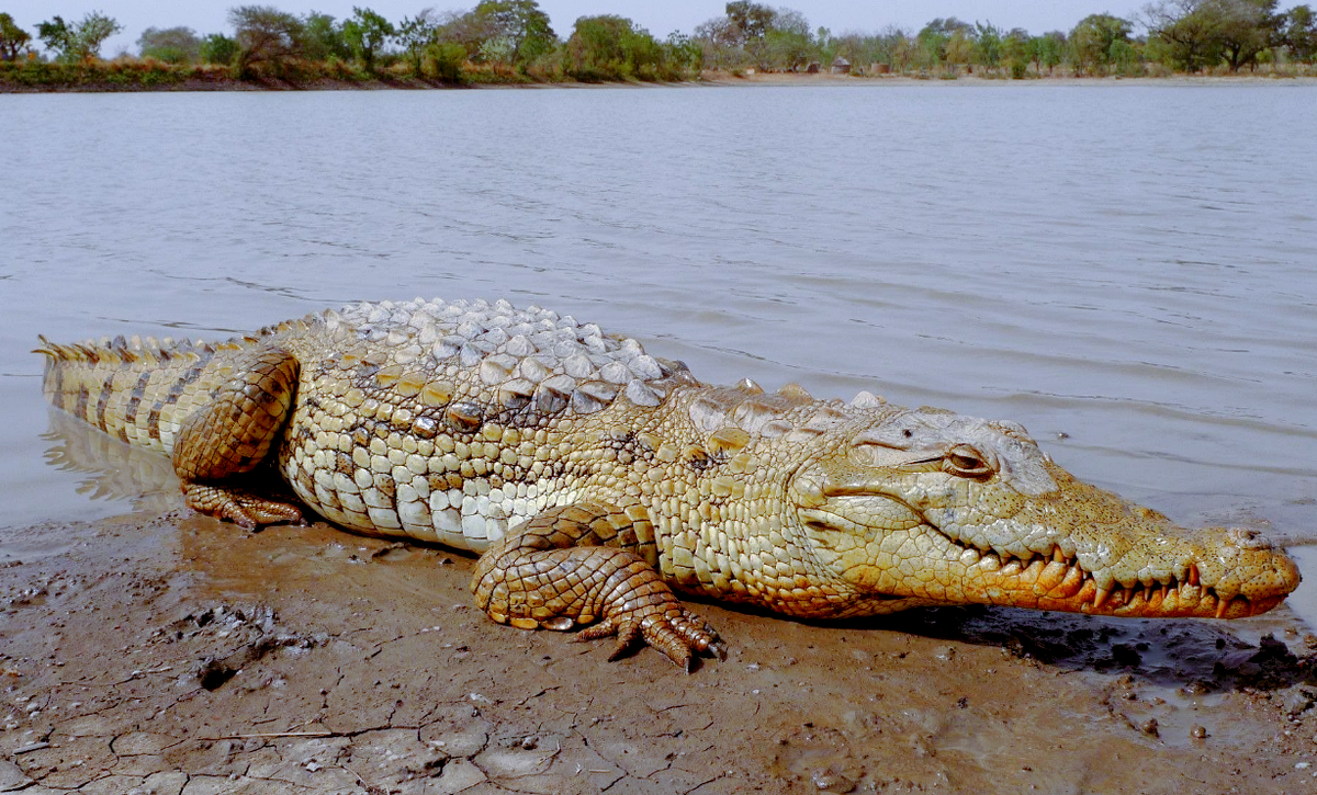 Лат. Crocodylus niloticus, фото: furman.top