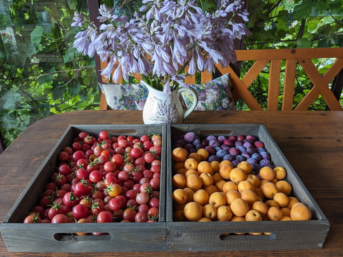 Томатопад, абрикосопад и сливопад