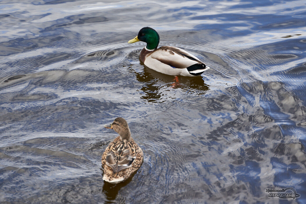    Фото Лидия Аникина © ИА «Уральский меридиан» Александр Аникин