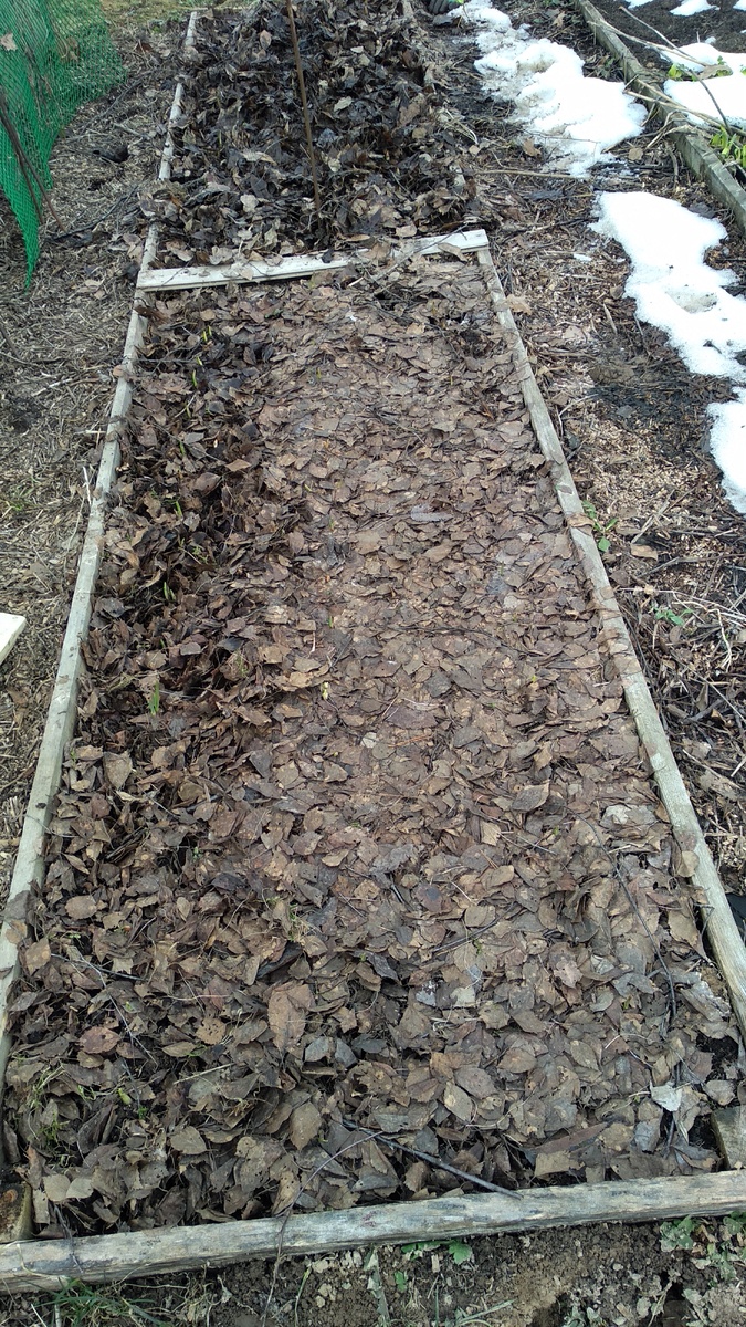 Грядка с чесноком в начале апреля