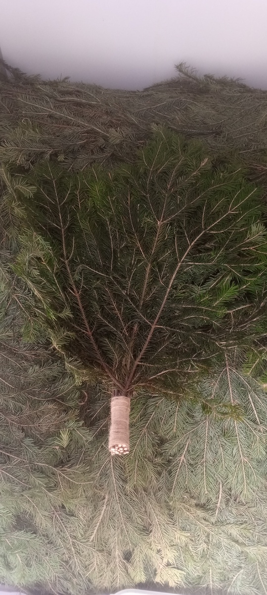 Пихтовый веник