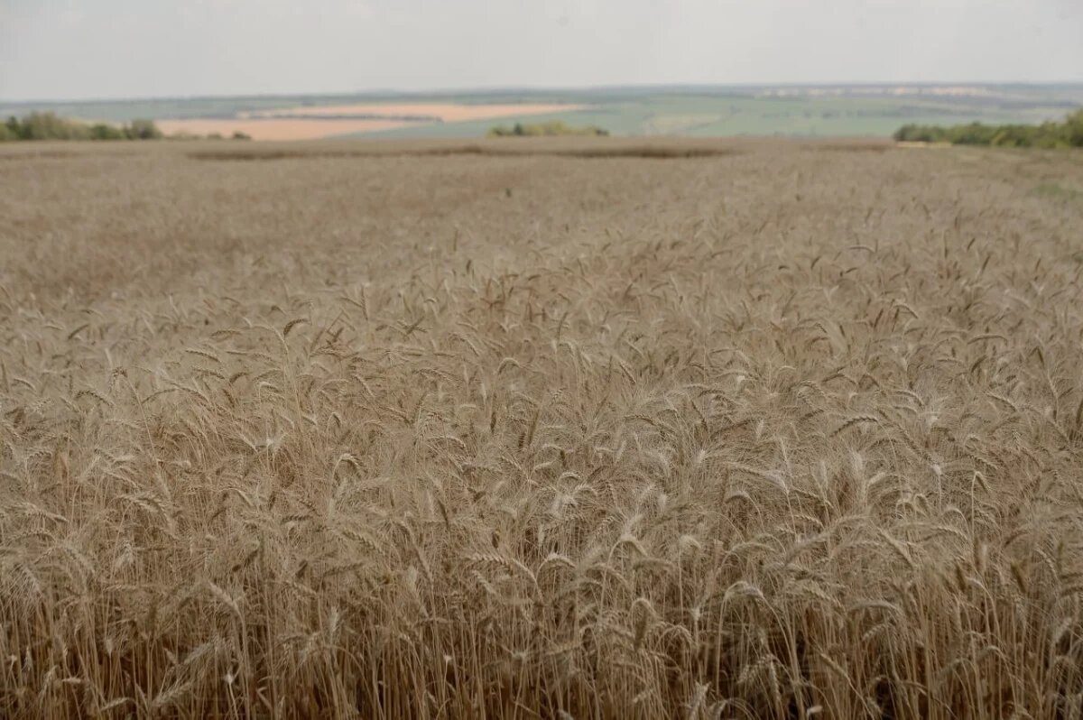    Губернатор Гусев: Воронежские аграрии собрали второй миллион тонн зерна