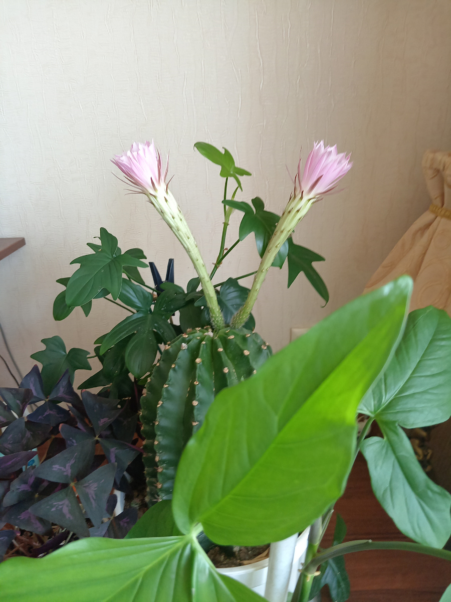 Фото автора канала 