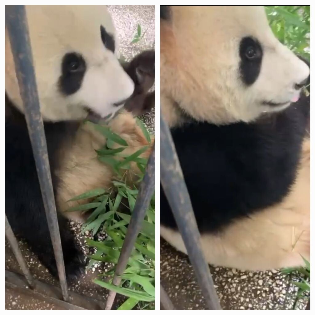 Первая встреча с Жуи. Источник: t.me/svetlanaakulova1 Автор фото: Скриншот видео📷
