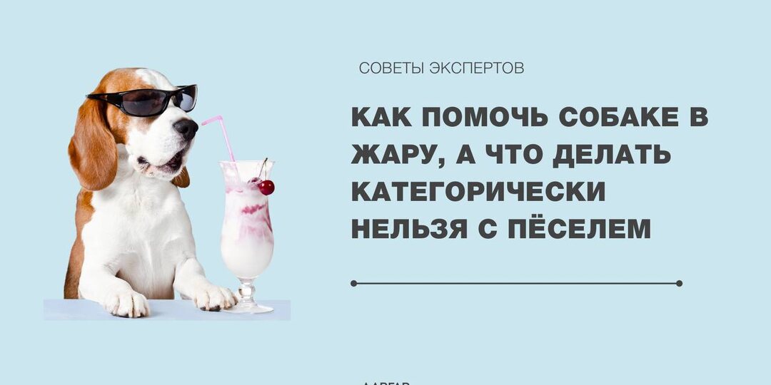Как помочь собаке в жару, а что делать категорически нельзя с пёселем?
