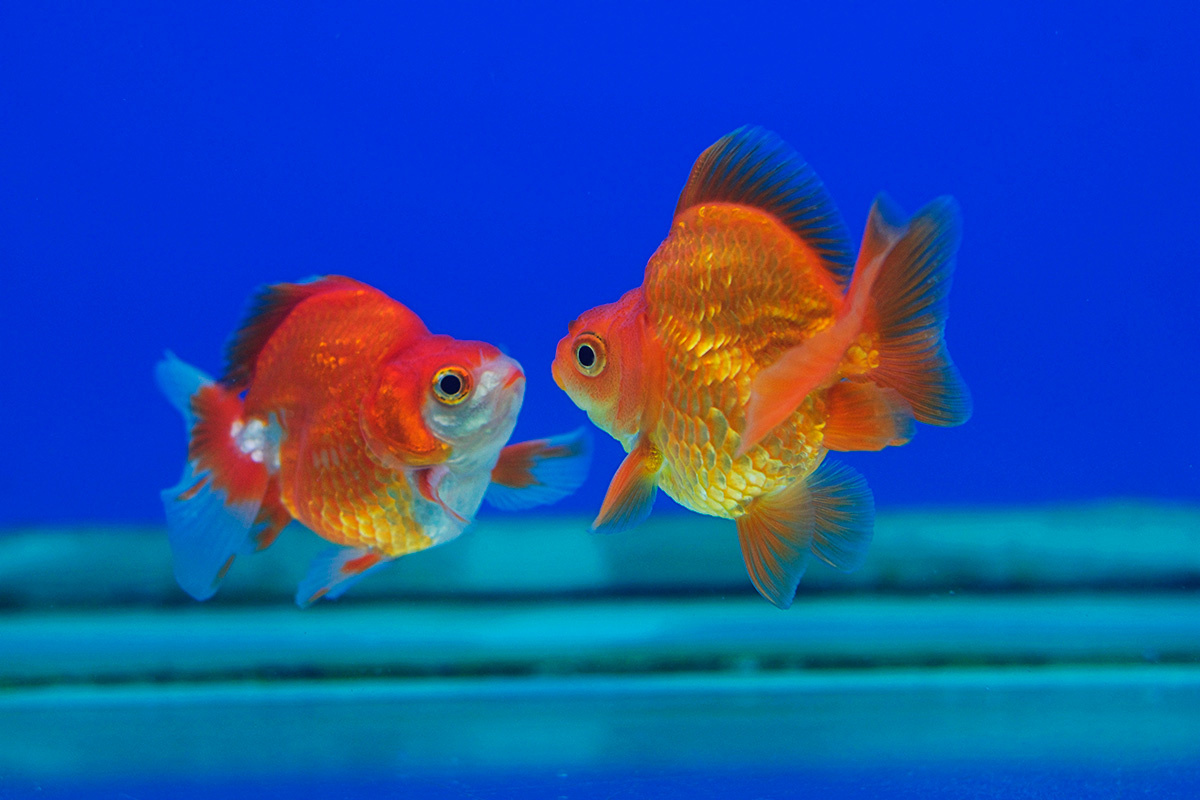 Keung / Shutterstock / FOTODOM📷Золотая рыбка Рюкин