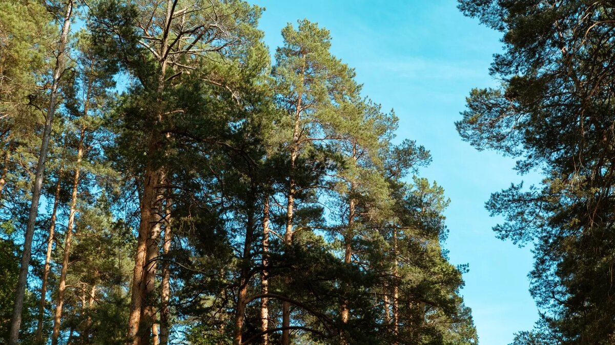     Источник: 1MI