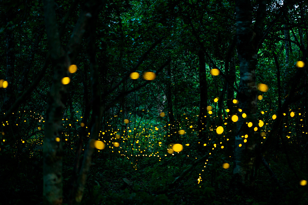 Songdech Kothmongkol / Shutterstock / FOTODOM📷Светлячки в ночном лесу