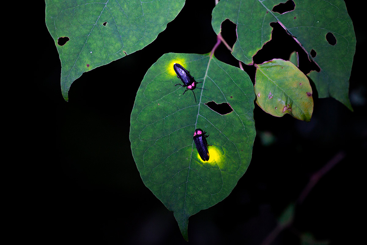 Japan's Fireworks / Shutterstock / FOTODOM📷Светлячки