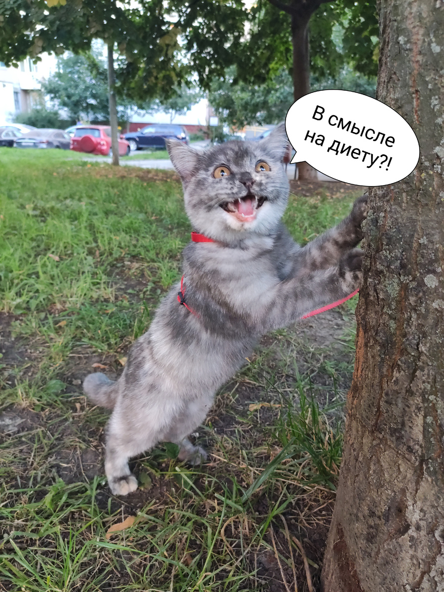 Маленькая Цири первый и последний раз на прогулке