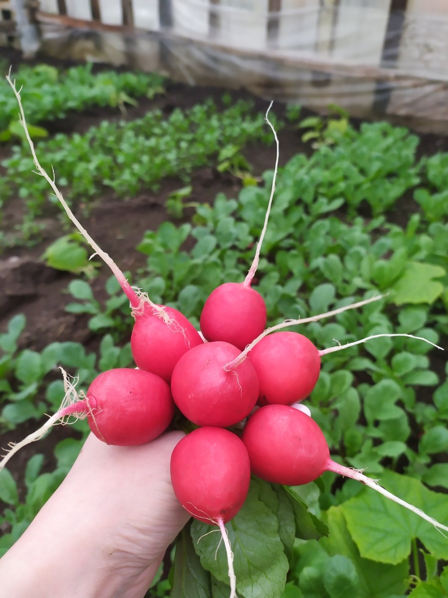 Источник фото: Яндекс Картинки