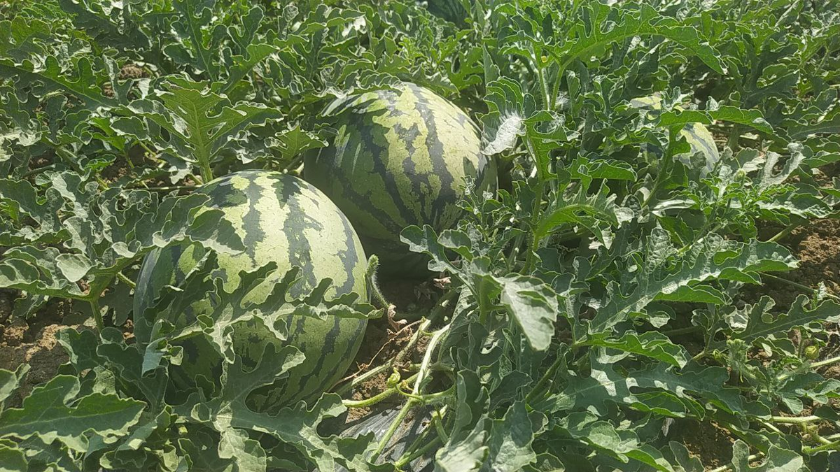 Минсельхоз РК