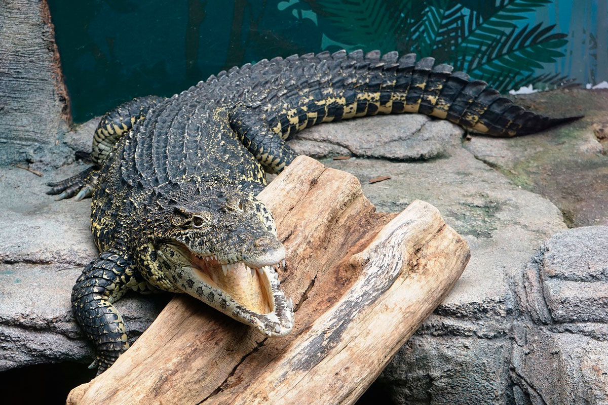    Фото: Barni1 / Pixabay.com