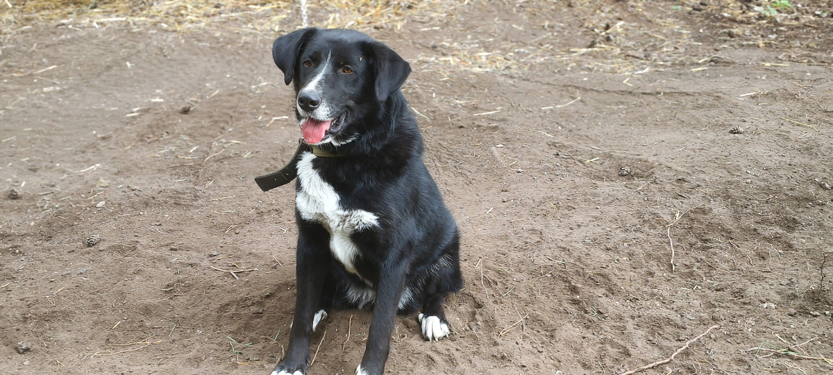 Чудесная собака 