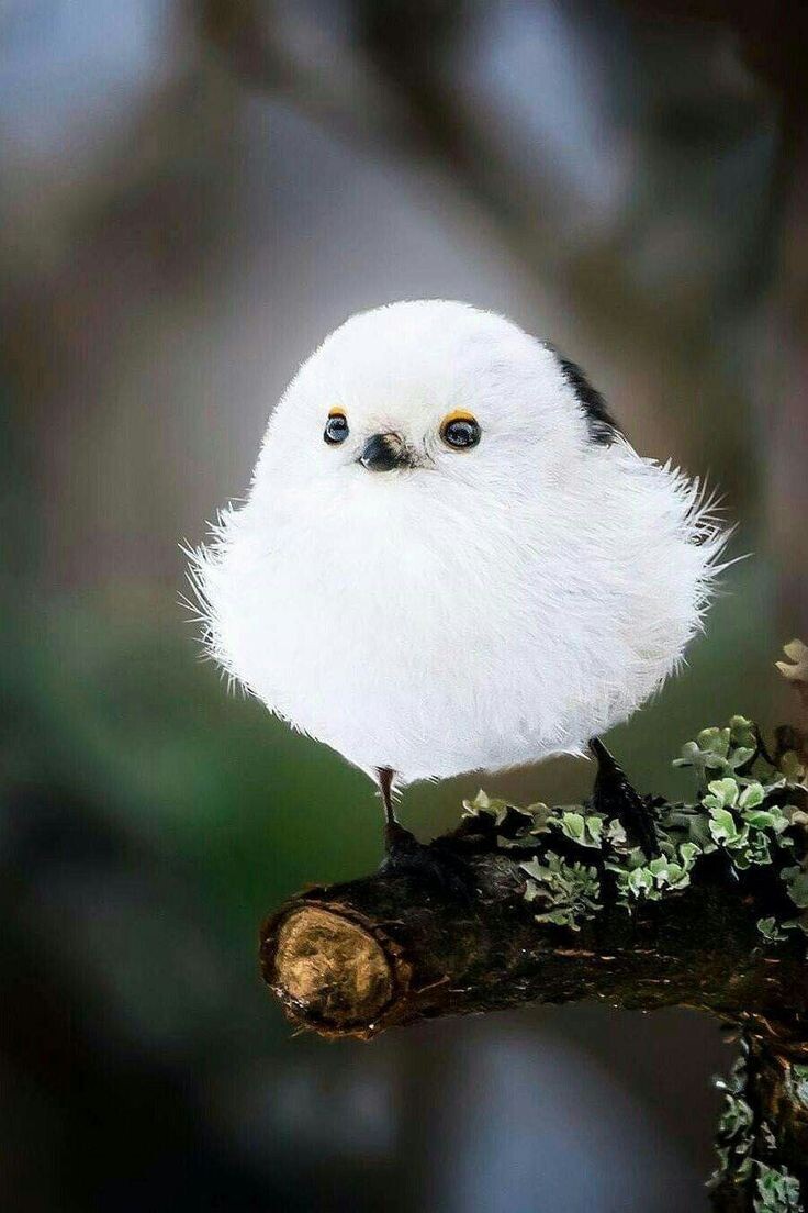 Сима-энага