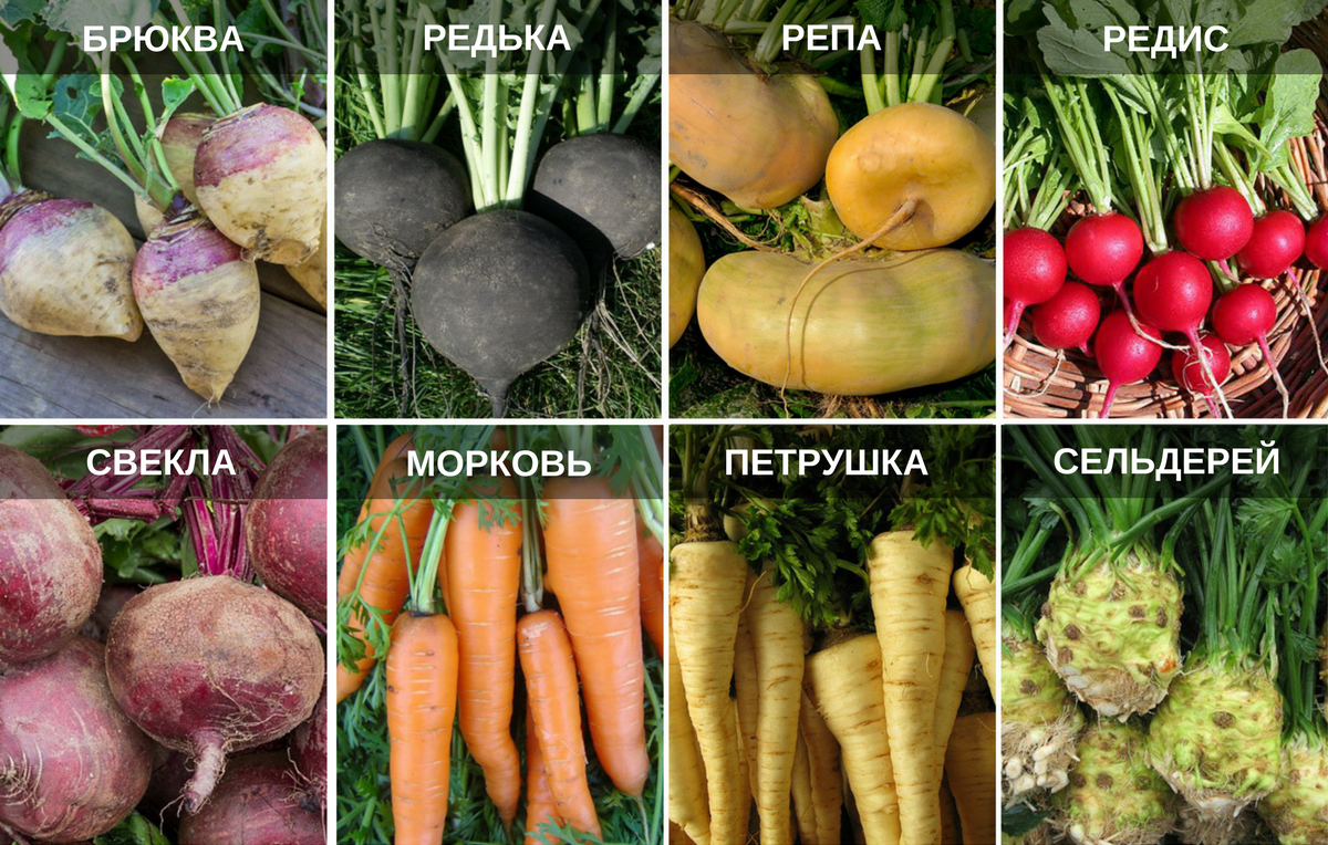 Корнеплодные культуры