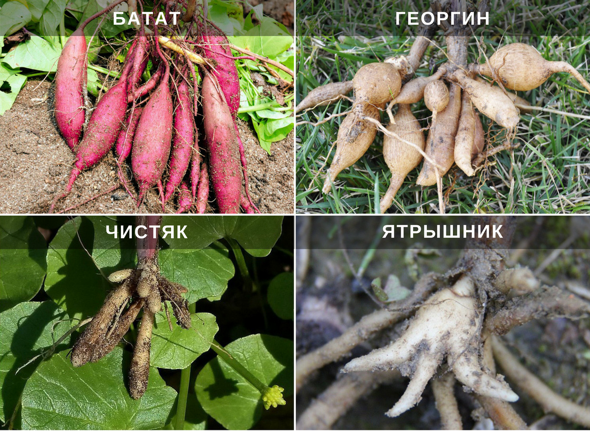 Корневые клубни различных растений