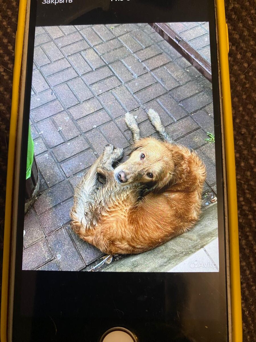 Меня тут оставили, но они же вернутся??