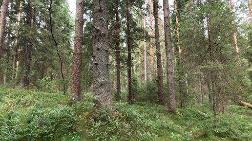 Прогулка в бору. Лесные угощения.