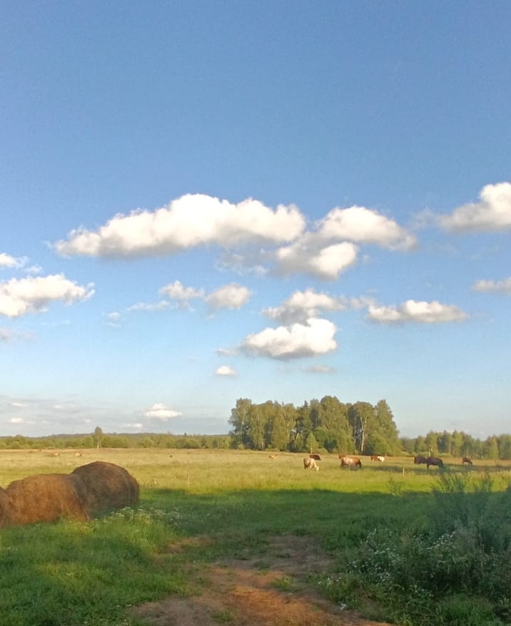 Идиллическая картина