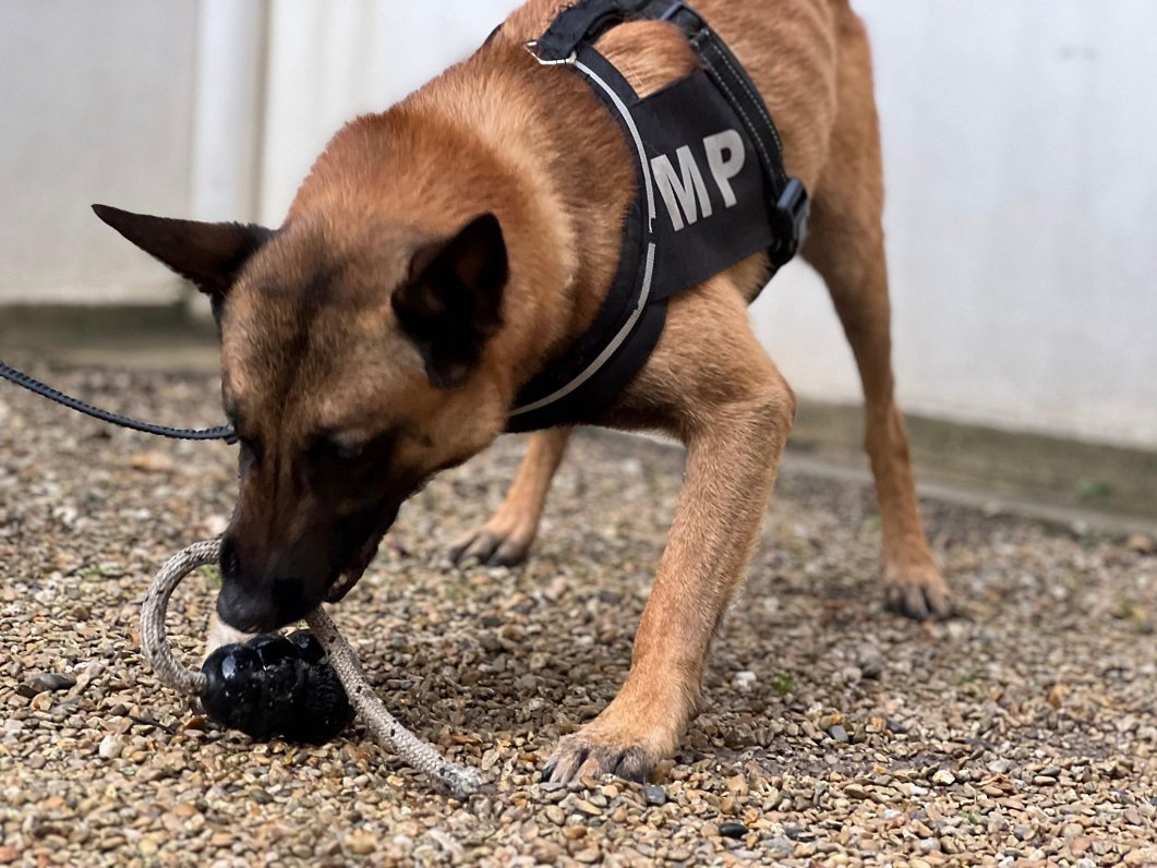 Умницу Реджи не смущают большие нагрузки © Ilze Nagla / Latvijas Televīzija