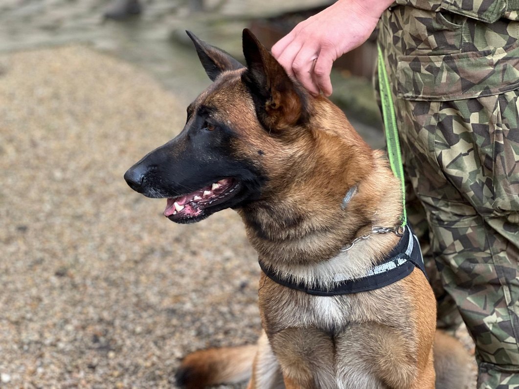 Латвийский пес в служебной командировке в Париже © Ilze Nagla / Latvijas Televīzija