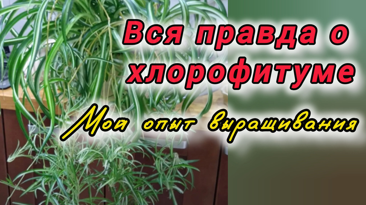 Вариегатный хлорофитум