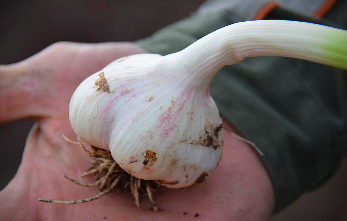 Чеснок Шадейка