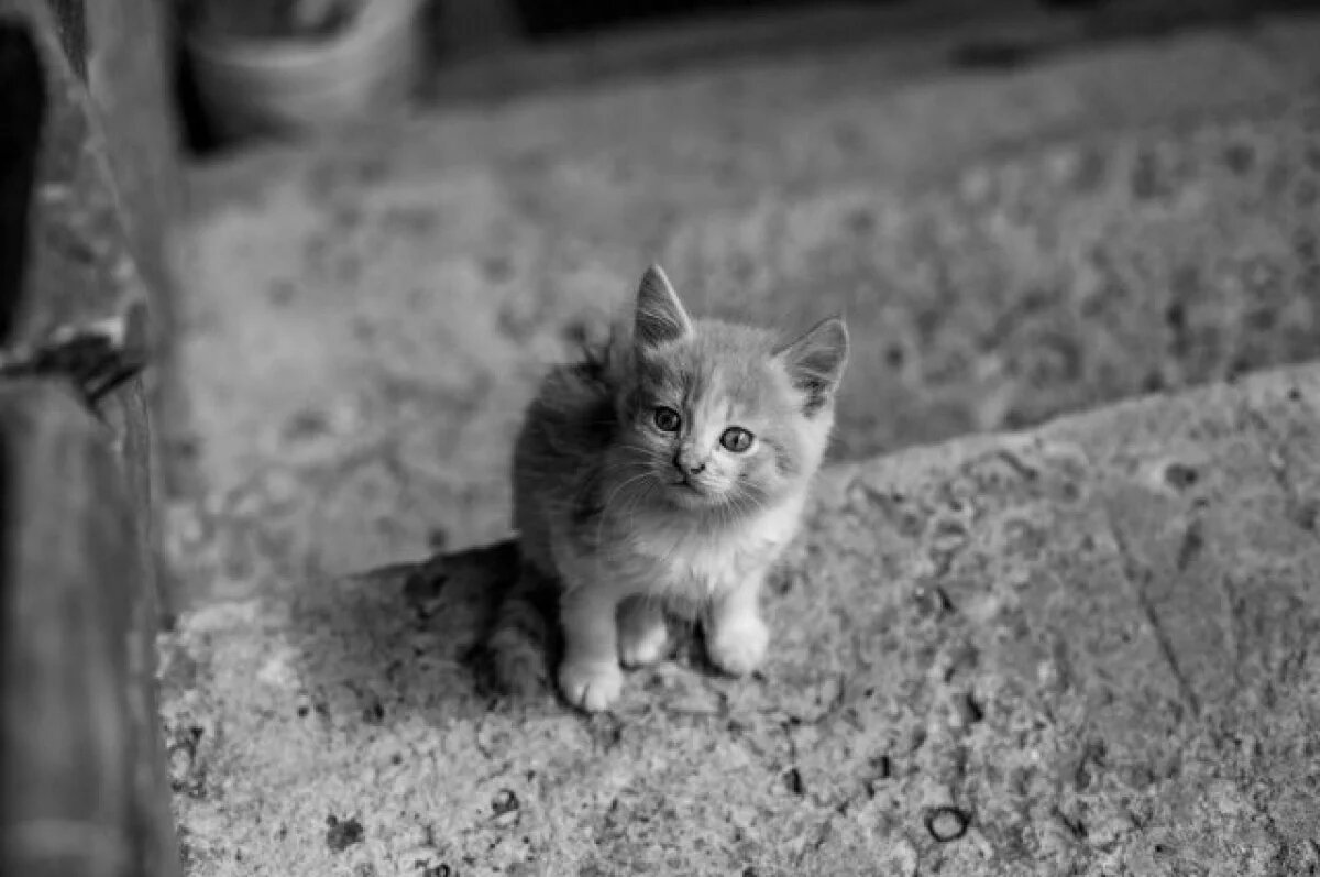    В Омске появилась живодёрка, которая издевается над котятами на камеру