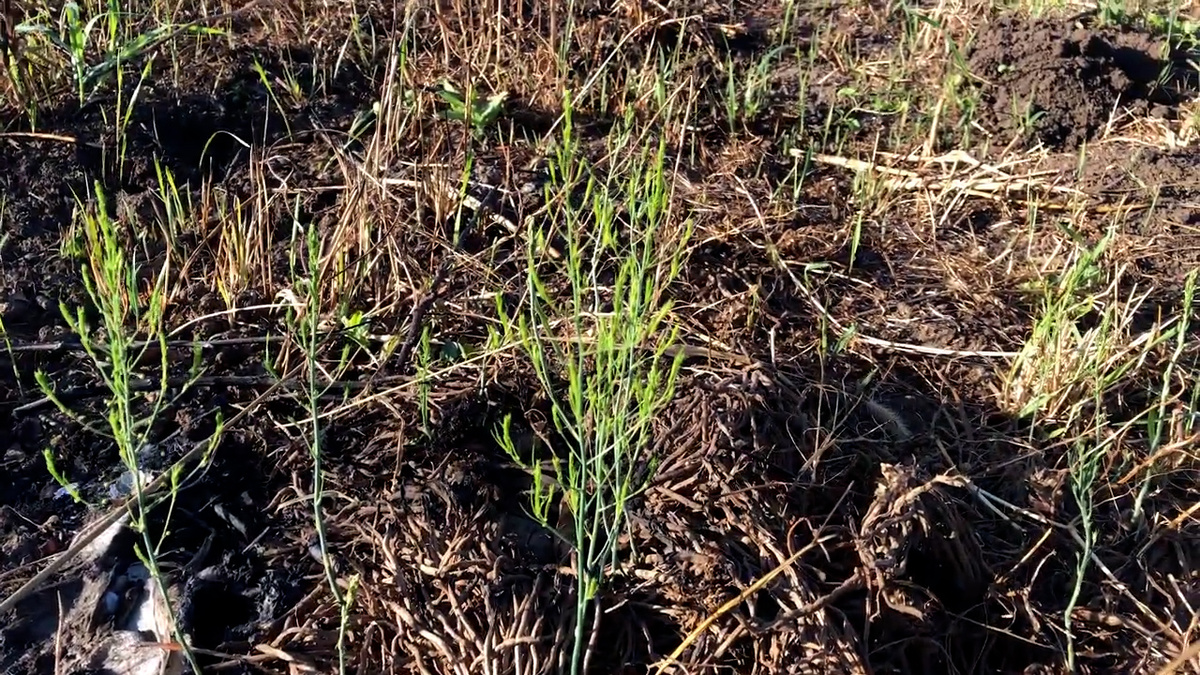 Та самая спаржа из кучи мусора - листайте галерею