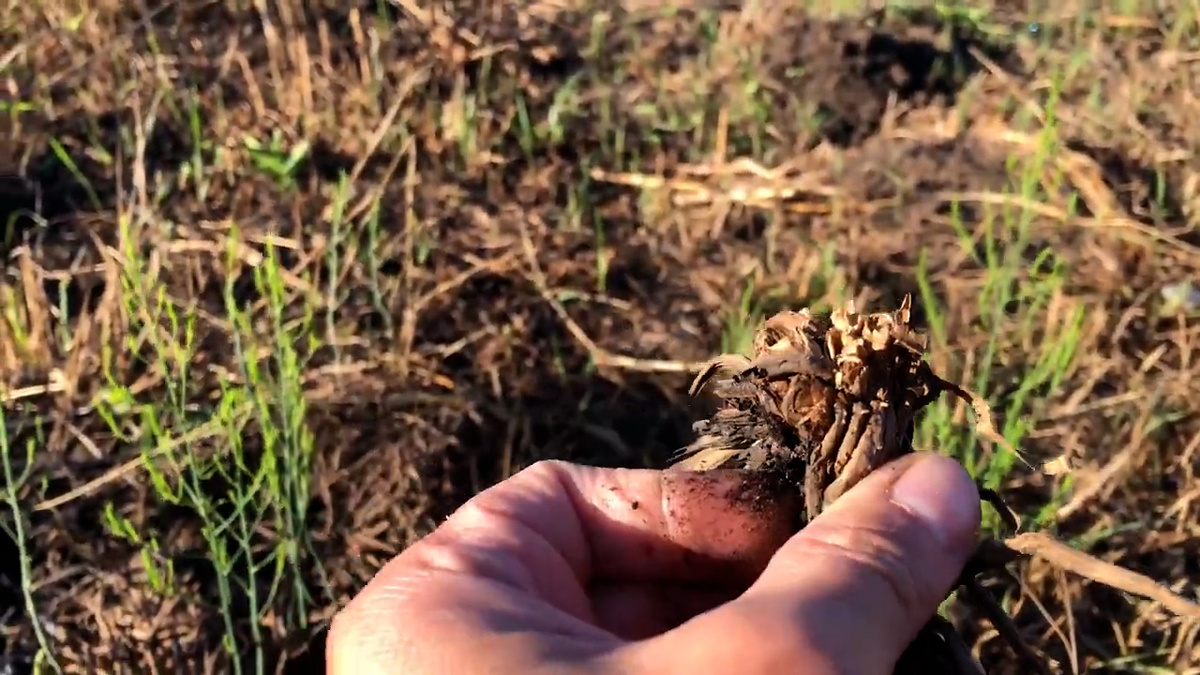 Полностью сухой корень