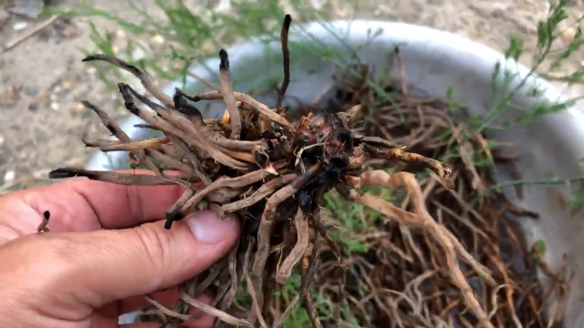 Сухой обгоревший корень, который выжил и начал расти