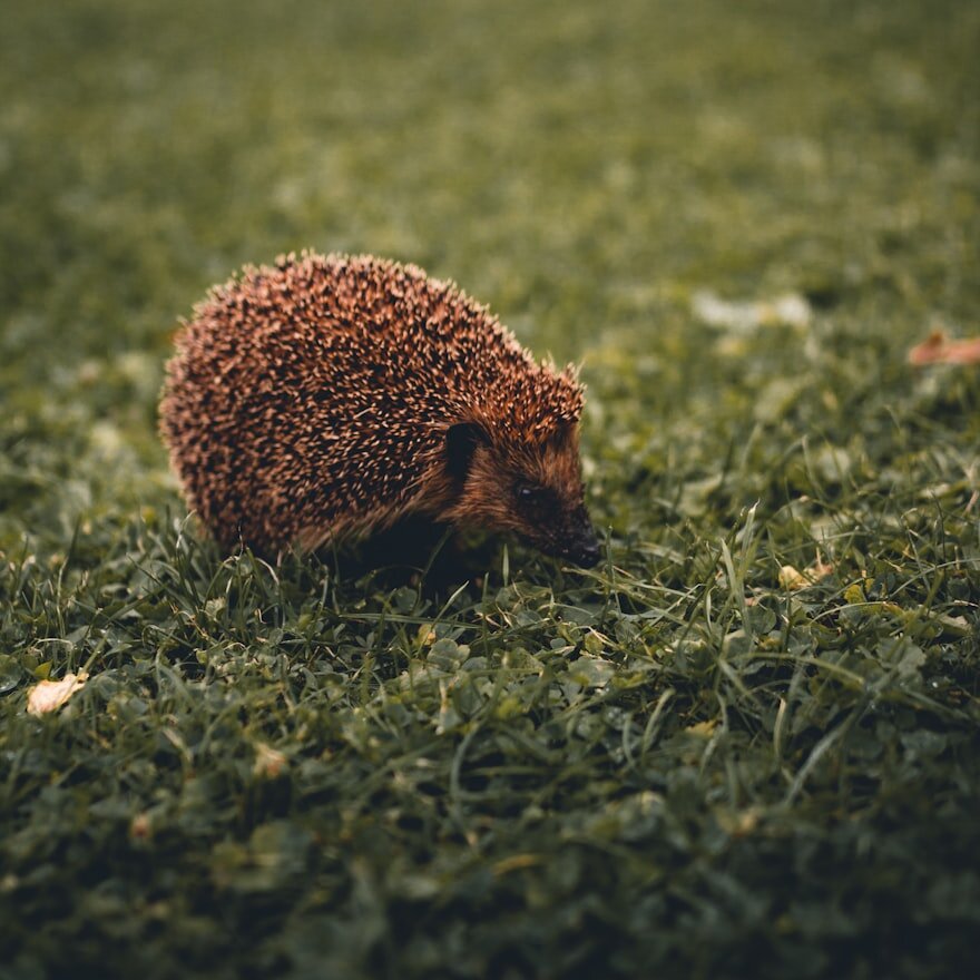 Фотография Lukas Neumann с сайта Unsplash