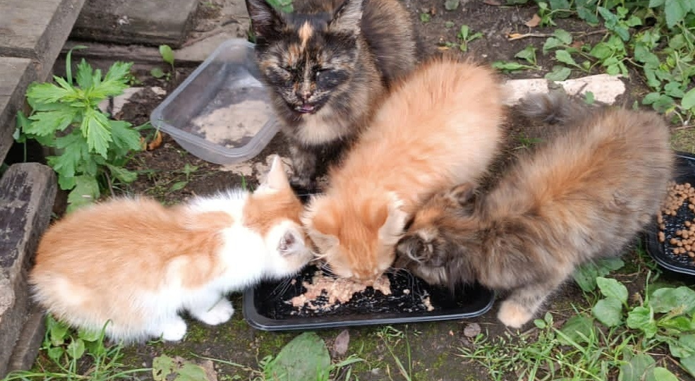 Котята находятся в месте, где каждый новый день жизни – подарок свыше.
