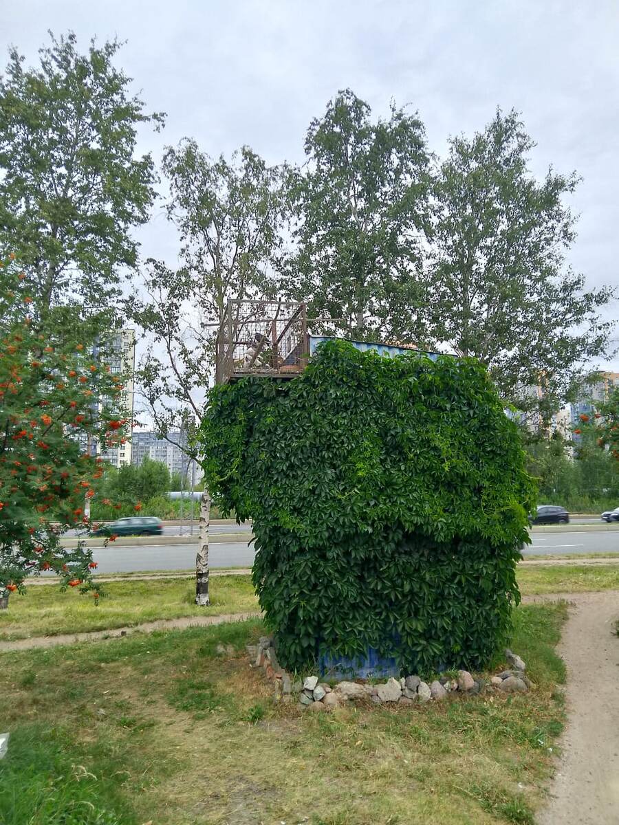 Голубятня в приморском районе г. Санкт-Петербурга