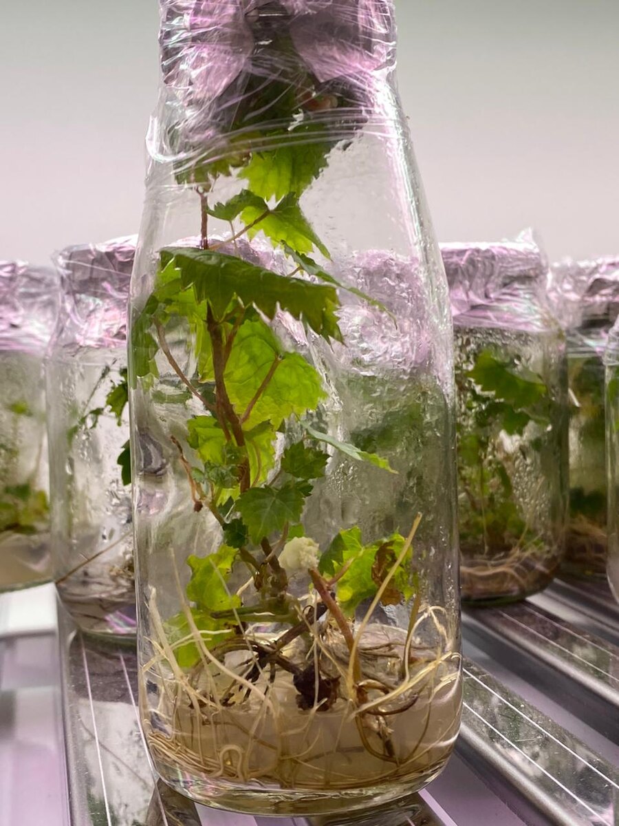 Чем выше качество посадочного материала, тем выше продуктивность и долговечность виноградников