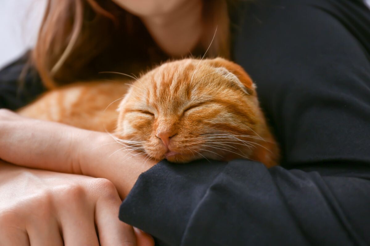 Спящий скоттиш-фолд с хозяйкой 