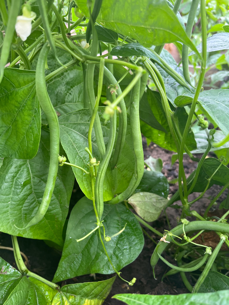 Вигна Каланча