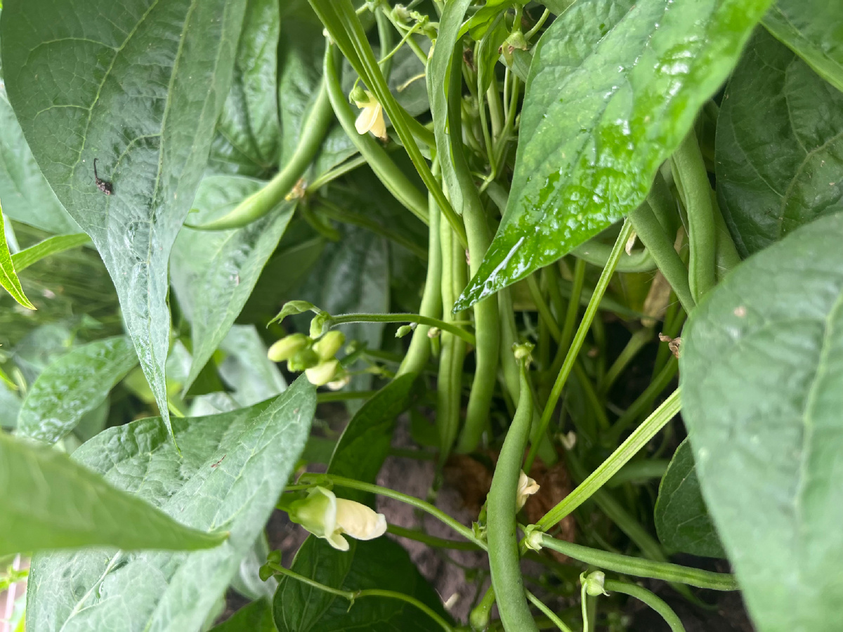 Белые цветочки, зеленые стручки