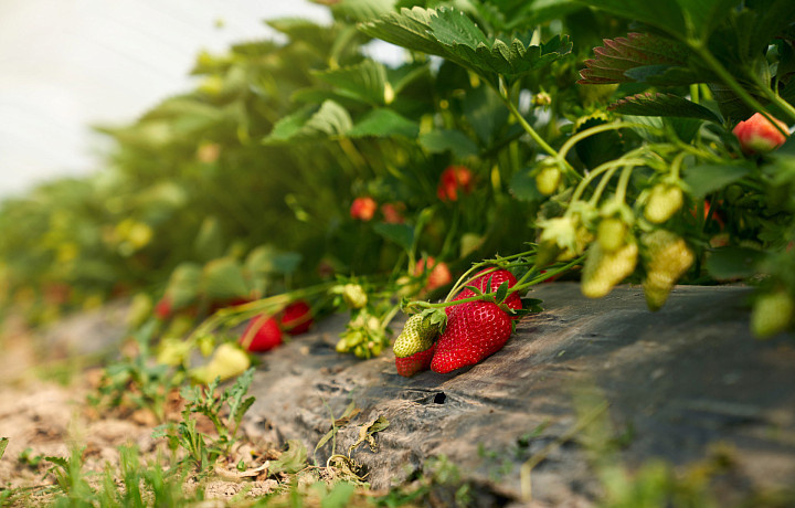 Фото: Freepik.com