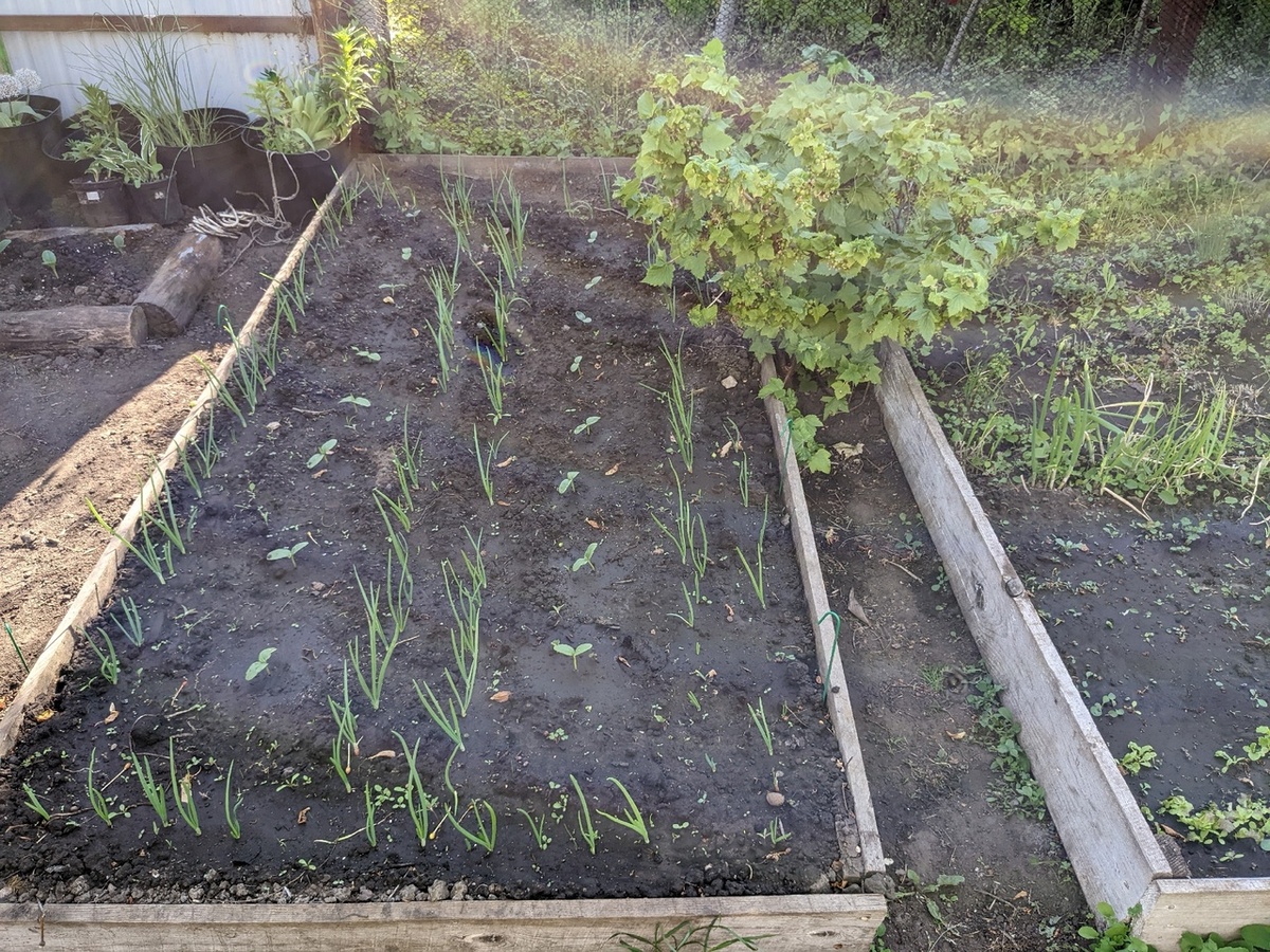 Любой дачник средней полосы заявит, что огурцы посажены слишком часто и будет прав