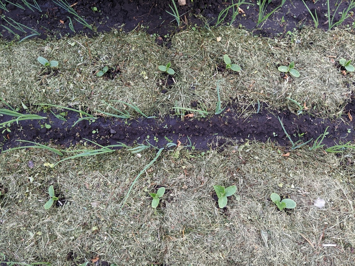 Рядом с огурцами - лук севок на перо