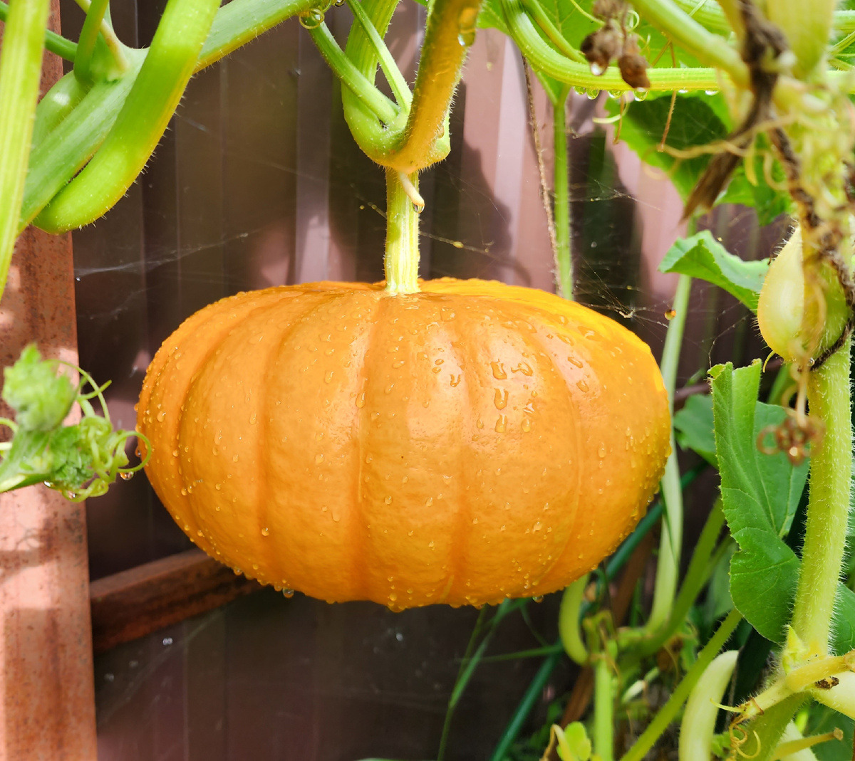 Богатырская сила